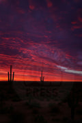 Saguaro Silence at Dusk – Desert Sunset Wall Art DNS-DP-SSD1